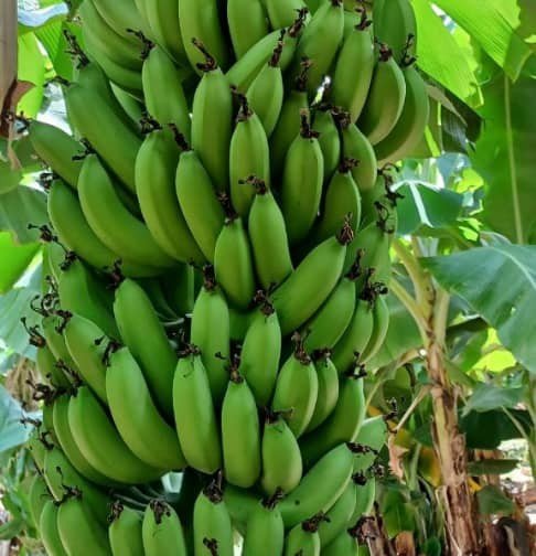 Banana Production at Nassa Birale Agricultural Development